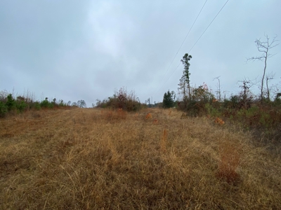Country Land For Sale, Cass County, Jefferson, Texas - image 17