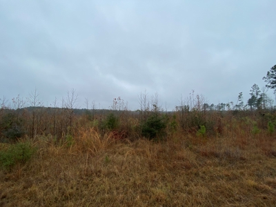 Country Land For Sale, Cass County, Jefferson, Texas - image 9