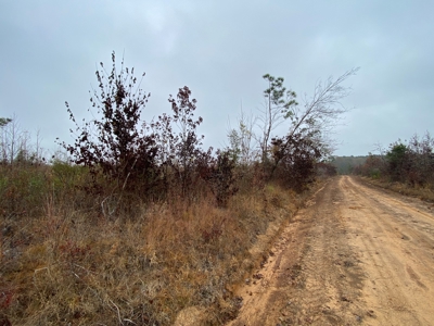 Country Land For Sale, Cass County, Jefferson, Texas - image 4