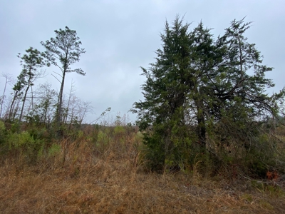 Country Land For Sale, Cass County, Jefferson, Texas - image 21