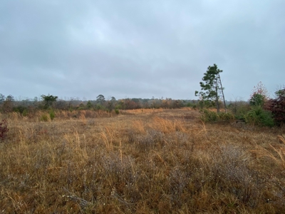 Country Land For Sale, Cass County, Jefferson, Texas - image 12