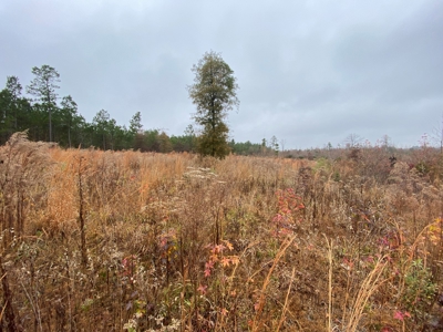 Country Land For Sale, Cass County, Jefferson, Texas - image 27