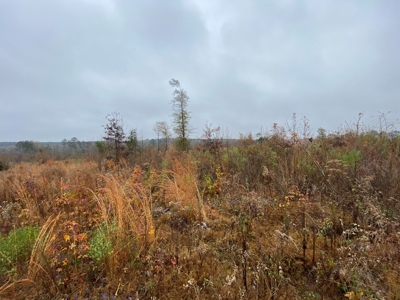 Country Land For Sale, Cass County, Jefferson, Texas - image 26