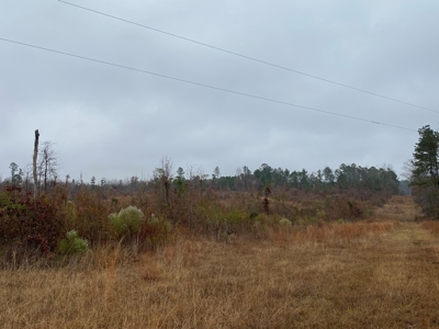 Country Land For Sale, Cass County, Jefferson, Texas - image 16