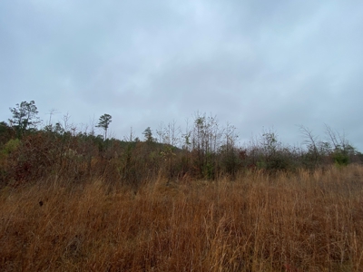 Country Land For Sale, Cass County, Jefferson, Texas - image 8