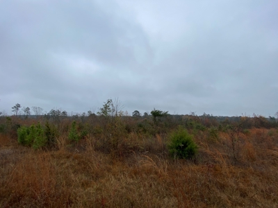 Country Land For Sale, Cass County, Jefferson, Texas - image 13