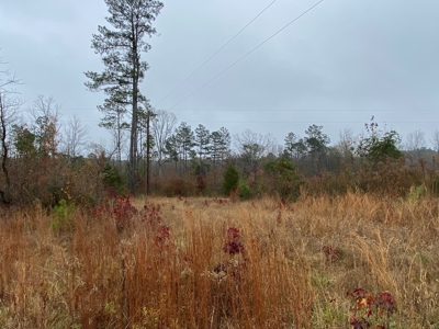 Country Land For Sale, Cass County, Jefferson, Texas - image 2