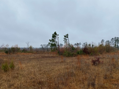 Country Land For Sale, Cass County, Jefferson, Texas - image 14