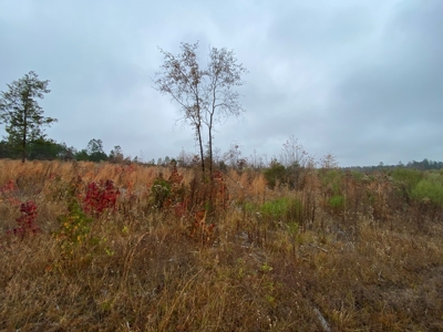 Country Land For Sale, Cass County, Jefferson, Texas - image 1