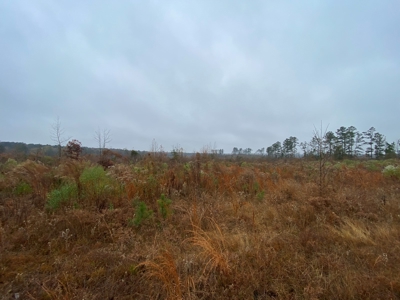 Country Land For Sale, Cass County, Jefferson, Texas - image 23