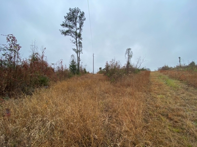 Country Land For Sale, Cass County, Jefferson, Texas - image 19