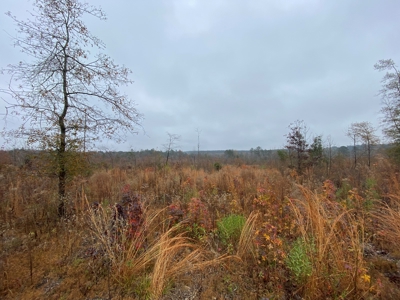 Country Land For Sale, Cass County, Jefferson, Texas - image 25