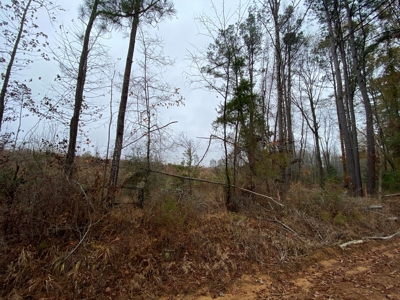 Country Land For Sale, Cass County, Jefferson, Texas - image 6
