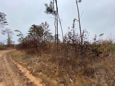 Country Land For Sale, Cass County, Jefferson, Texas - image 3