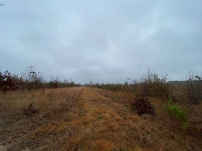 Country Land For Sale, Cass County, Jefferson, Texas - image 7