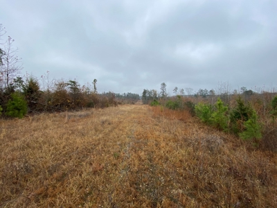 Country Land For Sale, Cass County, Jefferson, Texas - image 15