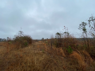 Country Land For Sale, Cass County, Jefferson, Texas - image 11