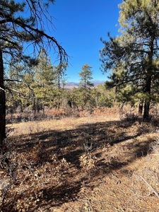 Chama NM Recreational Mountain Property for Sale, Land - image 7