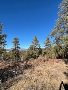 Chama NM Recreational Mountain Property for Sale, Land - image 5