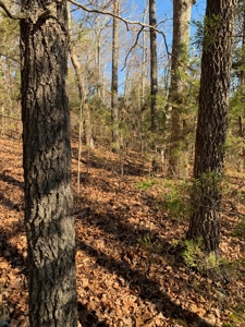 ROCKS, TREES and LIVE WATER - image 8