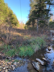 ROCKS, TREES and LIVE WATER - image 1