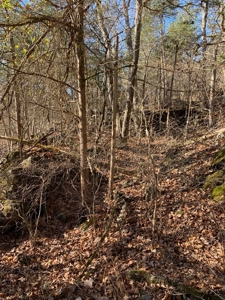 ROCKS, TREES and LIVE WATER - image 7