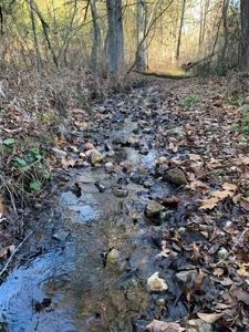 ROCKS, TREES and LIVE WATER - image 3