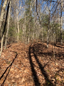 ROCKS, TREES and LIVE WATER - image 5