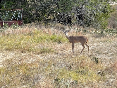 300 Acre Hill Country Ranch with Secluded Cabin & live water - image 30