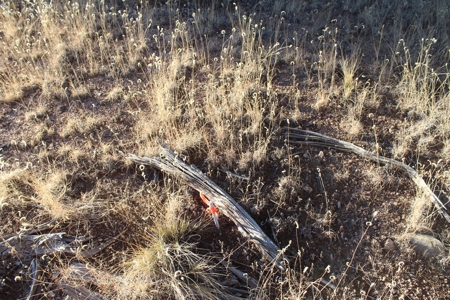 Land with Big Trees and Bigger Views for Sale in Seligman AZ - image 3