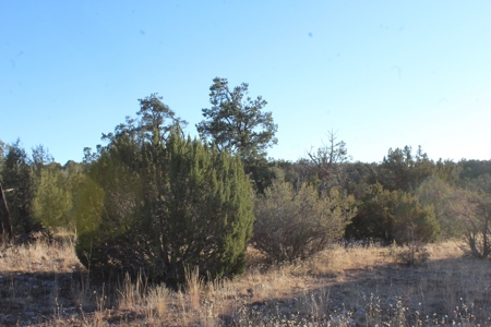 Land with Big Trees and Bigger Views for Sale in Seligman AZ - image 7