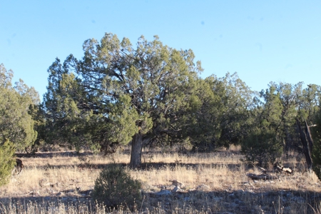 Land with Big Trees and Bigger Views for Sale in Seligman AZ - image 1