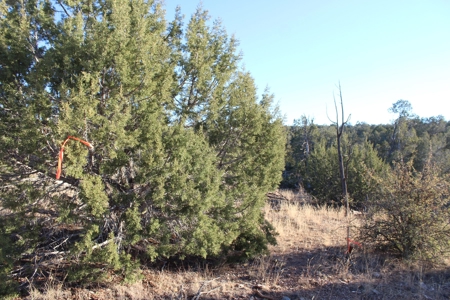 Land with Big Trees and Bigger Views for Sale in Seligman AZ - image 6
