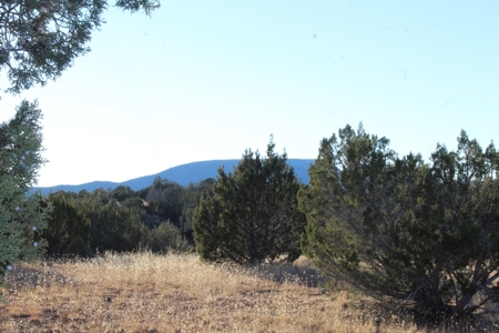 Land with Big Trees and Bigger Views for Sale in Seligman AZ - image 4