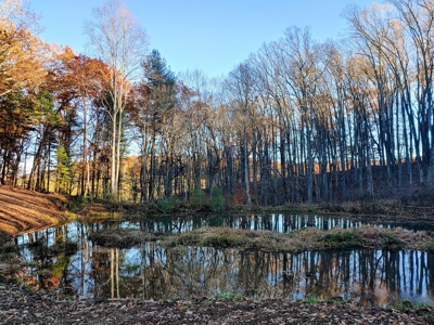 Building Land with Pond for Sale in Floyd VA! - image 6