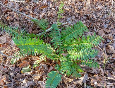 Marvelous Hunting Land in the Ouachita National Forest - image 7