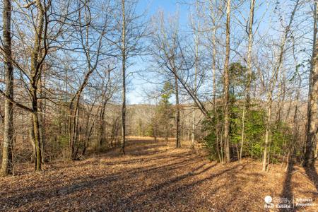 Marvelous Hunting Land in the Ouachita National Forest - image 6