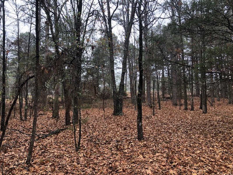 wooded lot