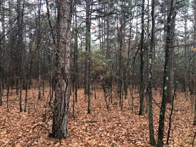 Residential Lots For Sale near the Mountain Ranch Golf Club - image 7