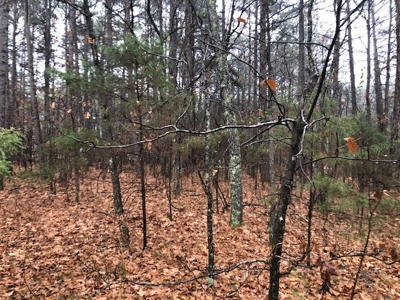 Residential Lots For Sale near the Mountain Ranch Golf Club - image 5