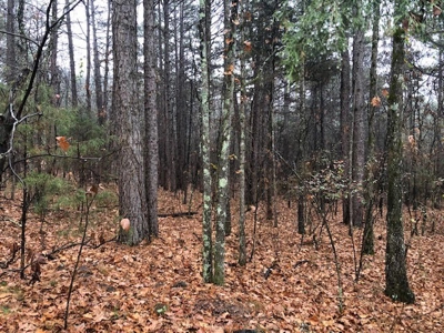 Residential Lots For Sale near the Mountain Ranch Golf Club - image 4