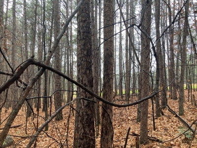 Residential Lot For Sale on the Mountain Ranch Golf Course - image 9