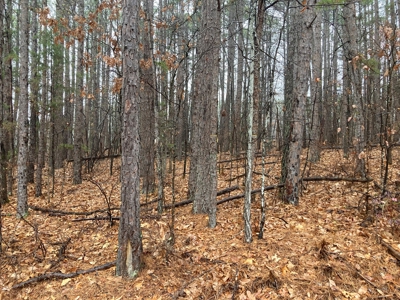 Residential Lot For Sale on the Mountain Ranch Golf Course - image 2
