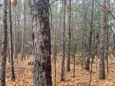Residential Lot For Sale on the Mountain Ranch Golf Course - image 6