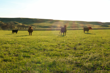 Northeastern Montana Working Cattle Ranch - image 25