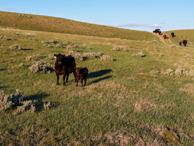 Northeastern Montana Working Cattle Ranch - image 29