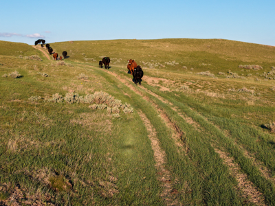 Northeastern Montana Working Cattle Ranch - image 30