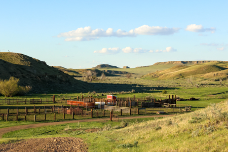Northeastern Montana Working Cattle Ranch - image 24