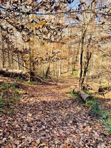 5001 Penthouse Rd, Cookeville TN 38502 - image 20