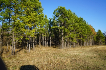 Cabin In Southeastern Oklahoma Adjoining National Forest - image 2